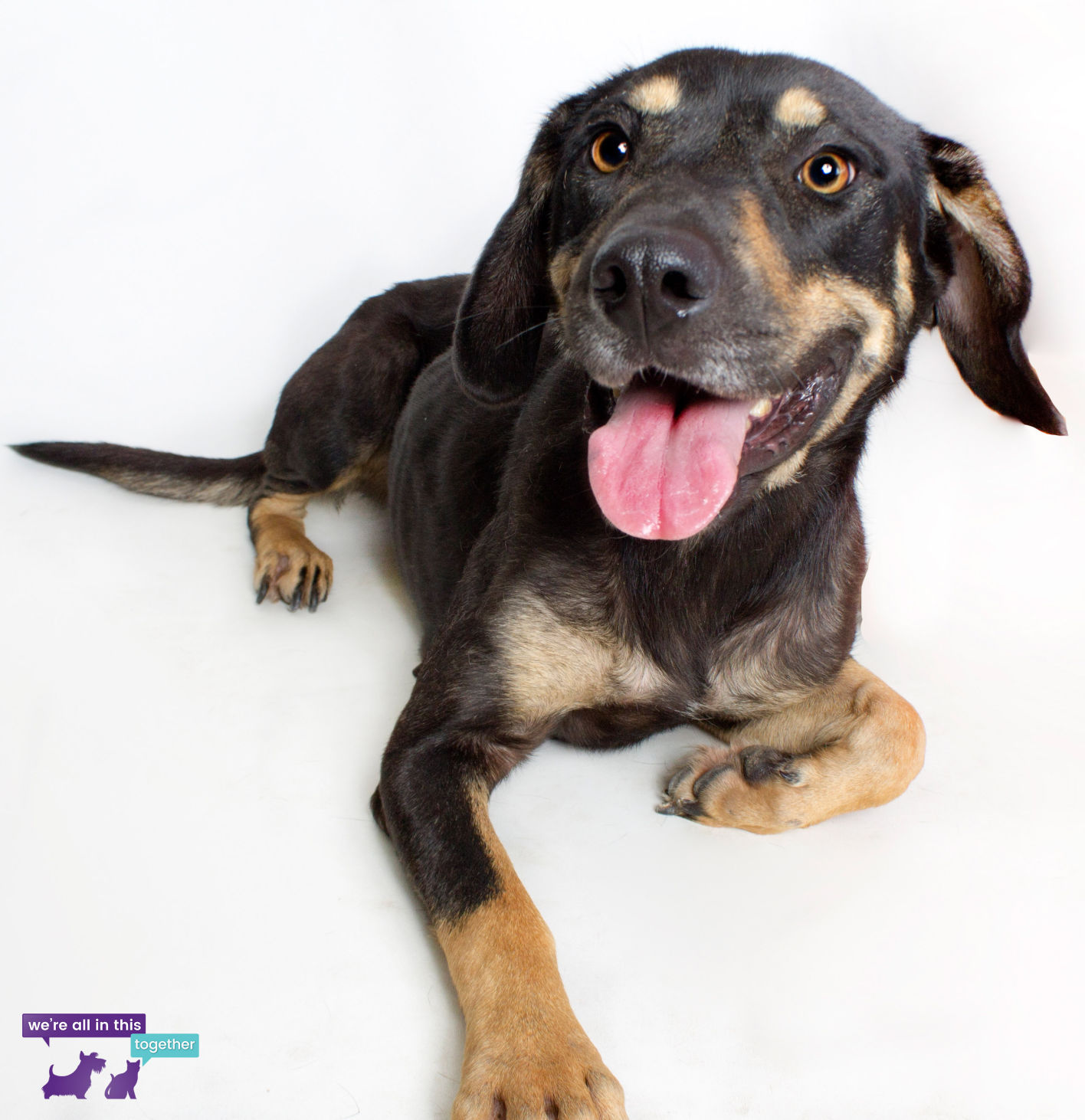 Adopt A Friend: Reba